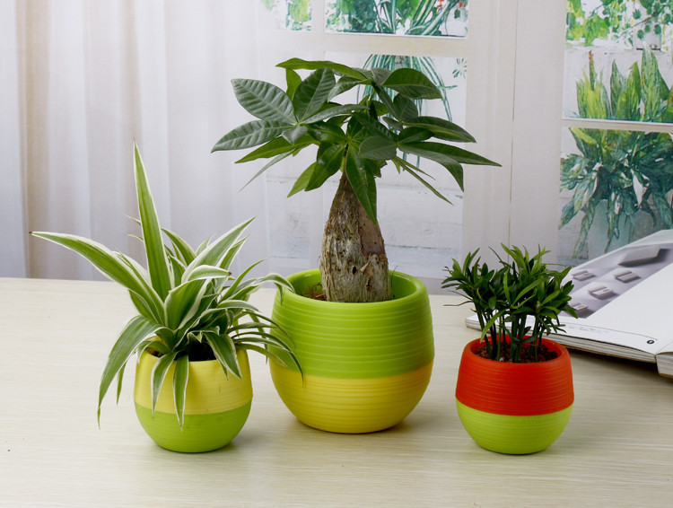 Mini Pot Bunga Hias Kaktus Tanaman 5 PCS Multi Color 